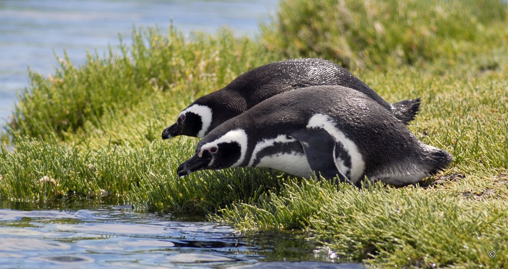 Penguins, Patagonia