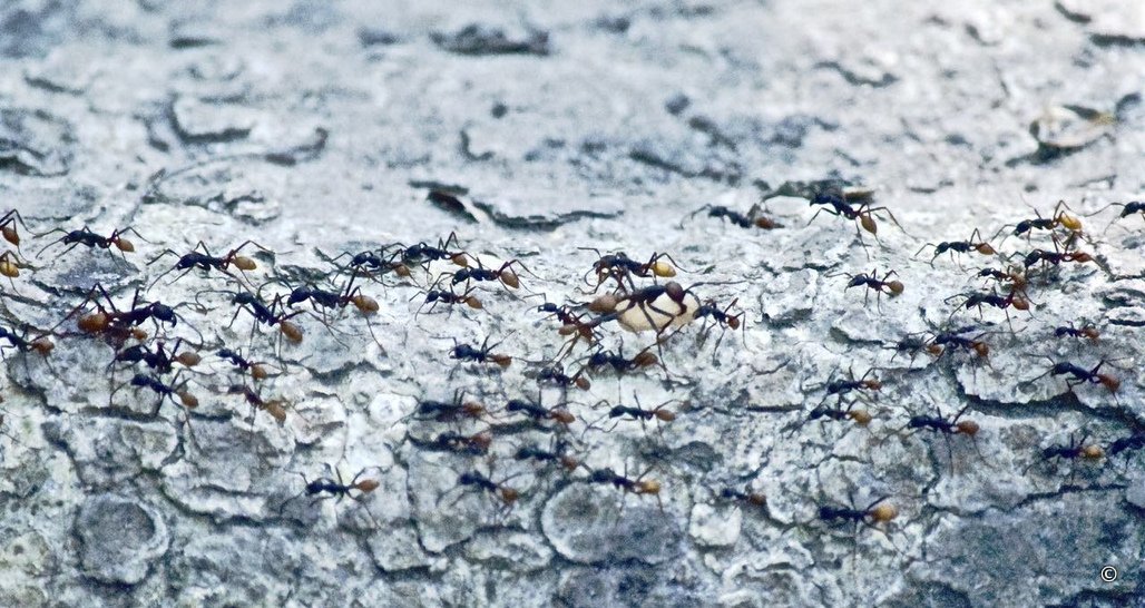 Ants, Pantanal