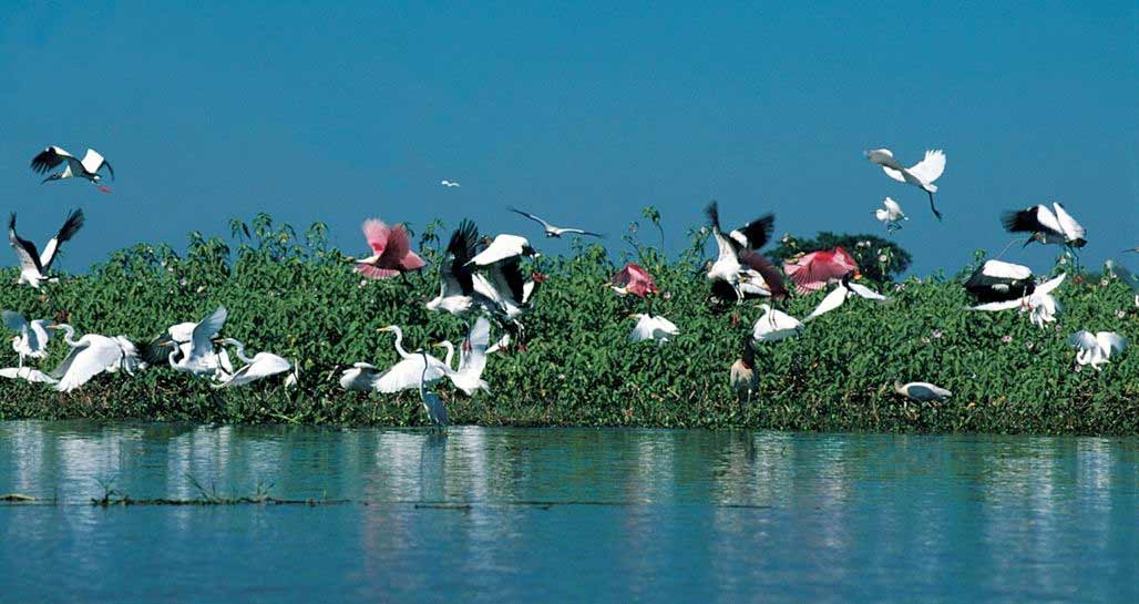 Brazil - Pantanal wildlife