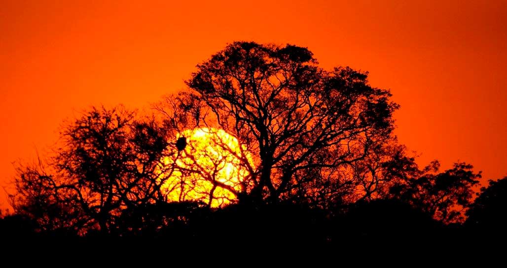 Sunset in Brazil's Pantanal