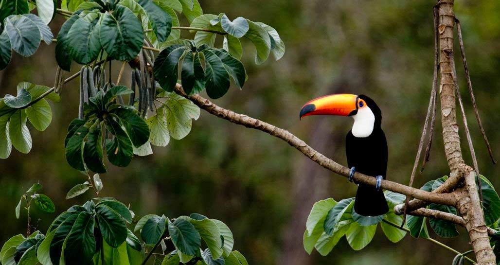 Brazil - Pantanal - Toucan
