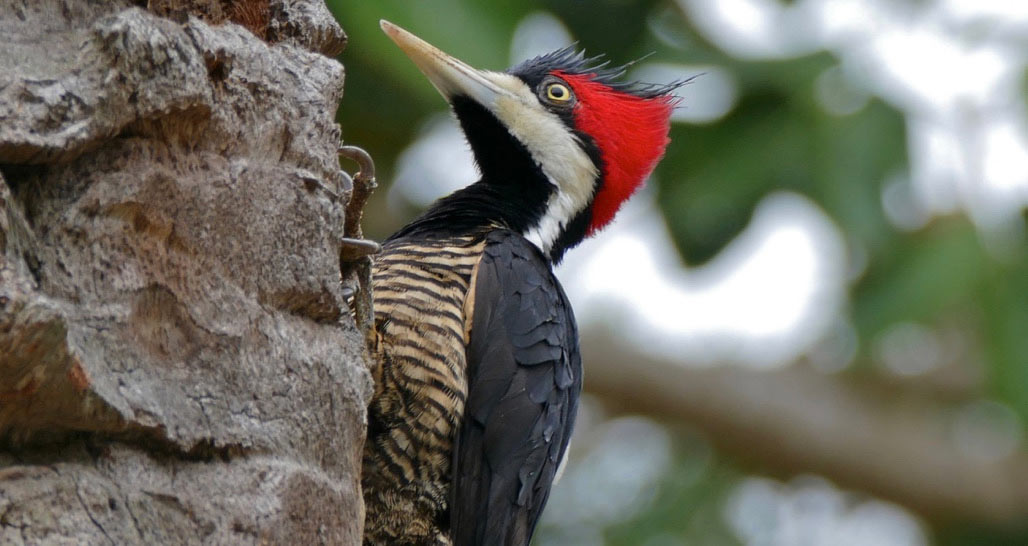 Red Crested Woodpecker