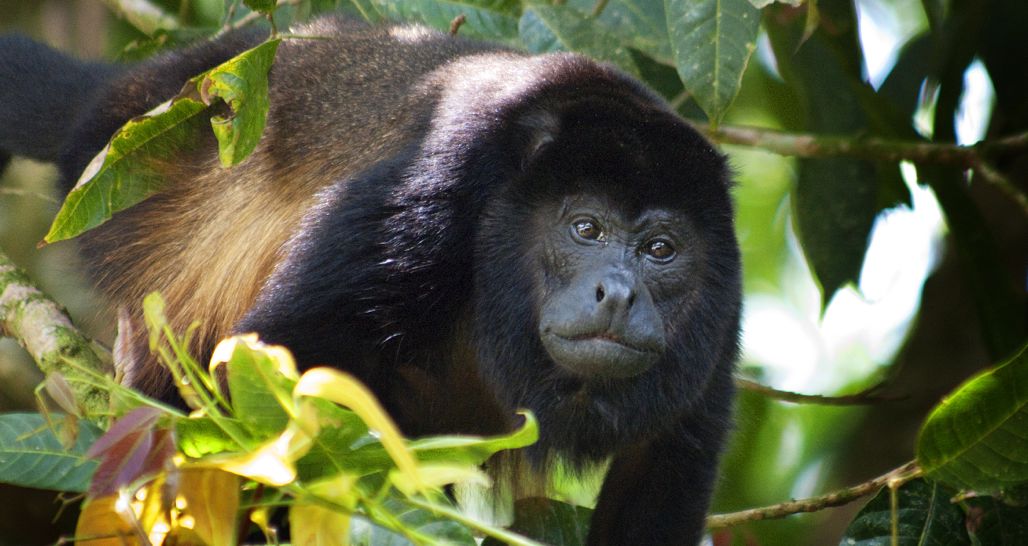 Howler Monkey - Costa Rica