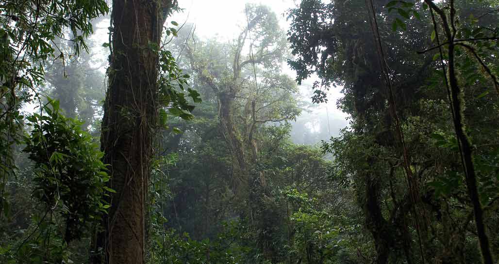 Costa Rica - Monteverde Cloud Forest