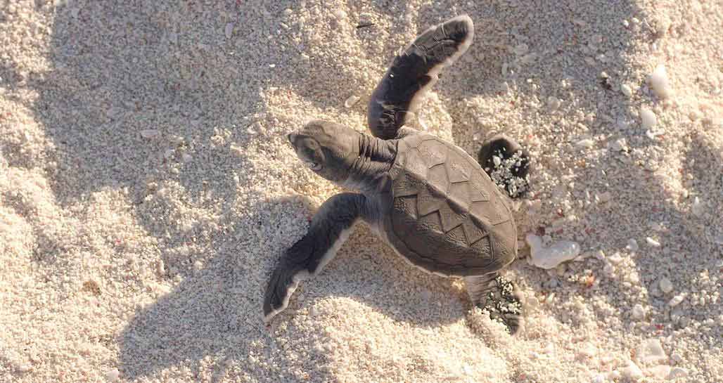 Baby turtle, Tortuguero