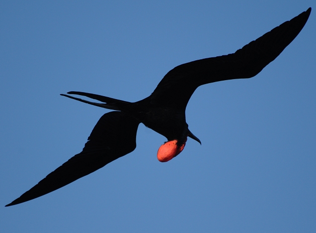 Male frigate bird in flight