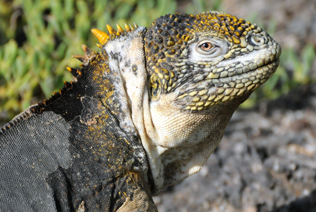 Wildlife in Galapagos