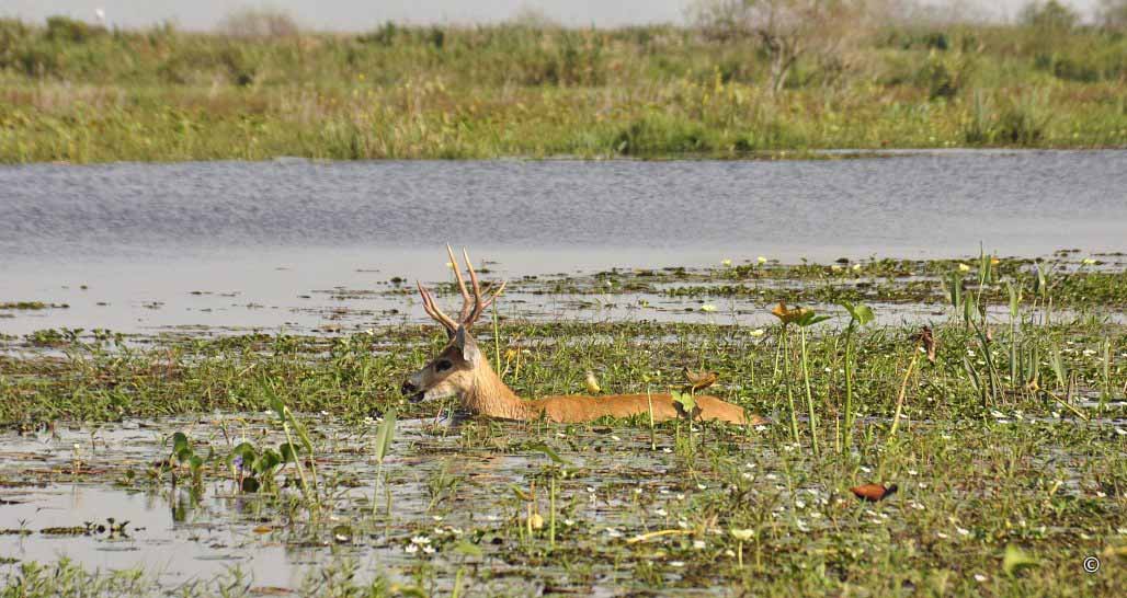 Ibera Wetlands - Marsh Deer