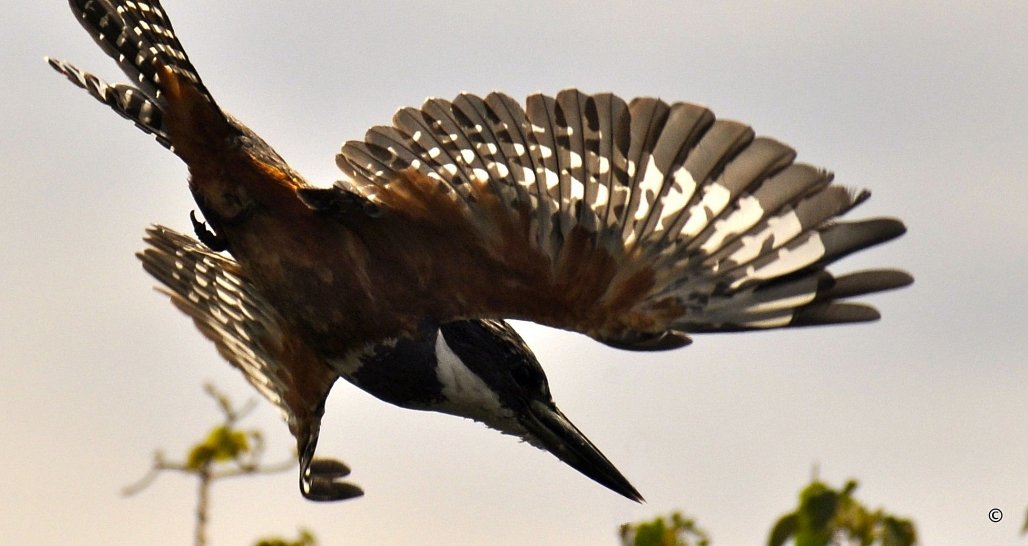 Ibera Wetlands - Kingfisher