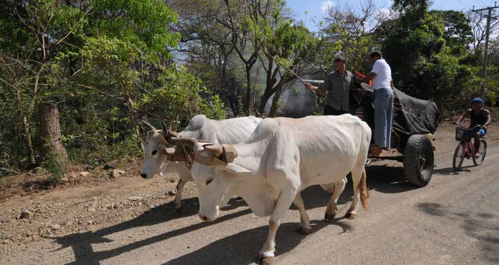 Ox Cart In Nicaragua
