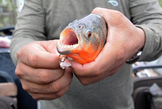 Amazon Piranha Fishing