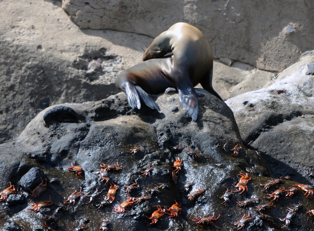 Sea lion and crabs